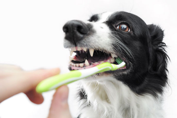 dog dental cleaning
