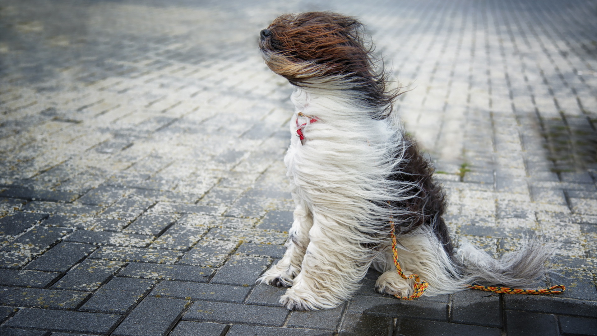 Windy conditions and pets | San Antonio Pets & Vets ...