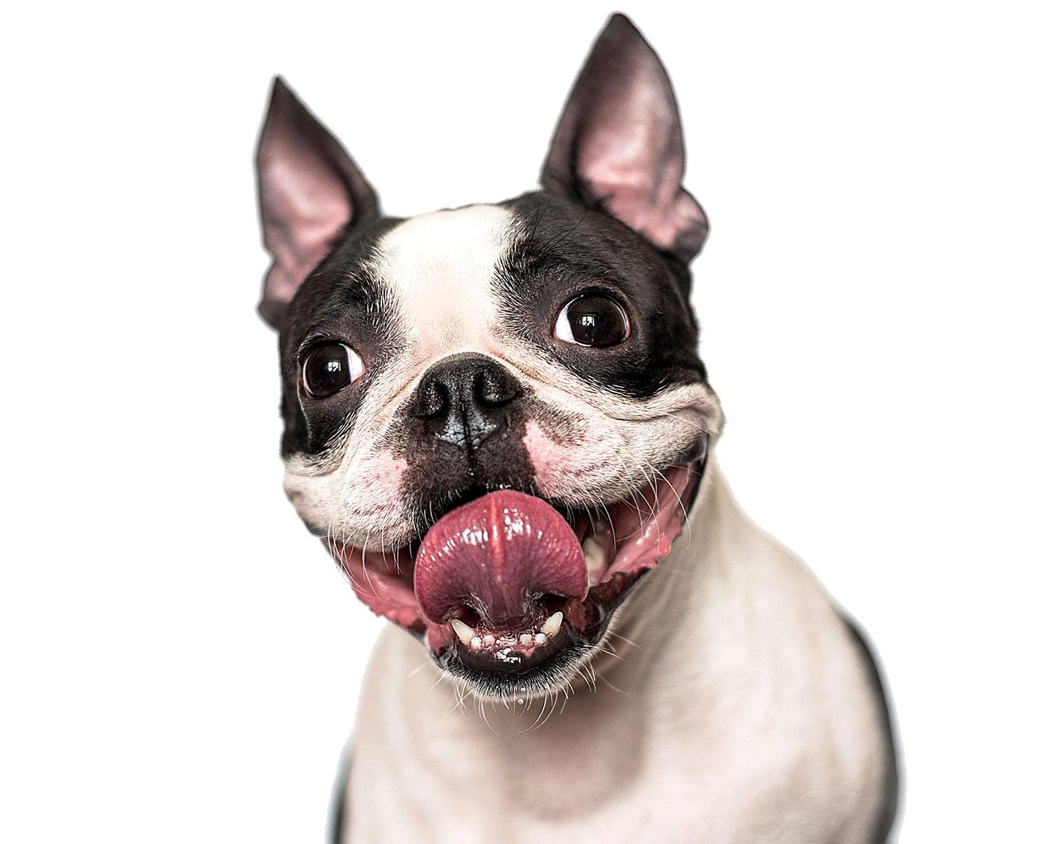 how many teeth does a boston terrier have